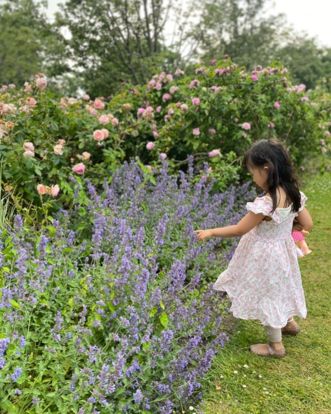 酒向杏奈さんのインスタグラム写真 - (酒向杏奈Instagram)「. The Regent's Park . 時期がベストなEnglish Gardenに行けました🌹 . 圧巻の薔薇園✨ それぞれ薔薇のネーミングも素敵☺️ 「You are beautiful 」 「Easy going 」 . #regentspark  #englishgarden  #rose #youarebeautiful  #easygoing #投稿したら3枚目の写真がフレームアウトしてしまってた💧」8月2日 19時11分 - annacotta715