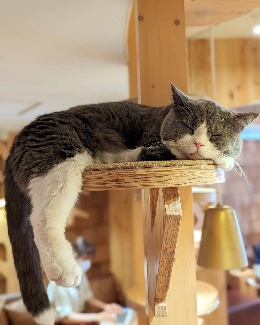 三宅裕子のインスタグラム：「猫カフェＭＯＣＨＡ⁡池袋西口店🐈‍⬛🐾 ⁡⁡ ⁡ ⁡⁡@mocha.ikebukurowest ⁡夏休みに入ってモカはかなり⁡ ⁡にぎわってたよ🎶⁡🐱⁡ ⁡ ⁡⁡大人気なソルくんは ⁡ ⁡少々お疲れだったのか寝てました😪⁡⁡ ⁡ ⁡寝てる姿も可愛いくて癒された☺️⁡⁡ ⁡ 一緒の空間にいるだけでも⁡ めちゃくちゃ⁡癒されるってすごいよね💕︎ ⁡しばらくして起きてきてくれたので⁡ ⁡ソルくんお気に入りの猫じゃらしで⁡ ⁡遊んだよ♥️⁡⁡ ⁡⁡ 政宗くん、⁡しゃけくん、わたぱちくん、もかわいかったな❤︎🐱⁡⁡ ⁡⁡ ⁡⁡ ⁡また行きたいと思います🎶 ⁡⁡ ⁡⁡⁡⁡🎈⁡住所⁡ ⁡猫カフェモカ池袋西口店 東京都豊島区西池袋1-15-6-3F  JR池袋駅西口より徒歩1分 （1Fがセブンイレブンのビルです）  電話番号 03-5927-8828  営業時間 10:00 ～ 20:00（最終入店 19:30） 定休日：年中無休 予約不要、お気軽にお越しください。 ※6歳から入店可能です。 ※6歳以上12歳以下の方は⁡ ⁡保護者同伴が必要となります。  ⁡詳しくは⁡👇👇👇 ⁡@catcafemocha⁡ ⁡@mocha.ikebukurowest ⁡⁡ ⁡⁡ ⁡𑁍𓏸𓈒⁡  ⁡ #猫カフェモカ⁡ ⁡ #猫カフェモカ池袋西口店⁡ ⁡ #池袋猫カフェ⁡ ⁡ #カフェ好きな人と繋がりたい⁡ ⁡ #猫カフェmocha⁡ ⁡ #猫カフェmocha公式アンバサダー  ⁡ #苺好きな人と繋がりたい⁡ ⁡⁡ #mochaおむすび  #mochaソル ⁡ ⁡ #mocha政宗  #mochaわたぱち  #mochaしゃけ  #親子でお出かけ⁡ ⁡ #中学生ママ  ⁡⁡ ⁡ ⁡⁡ ⁡」