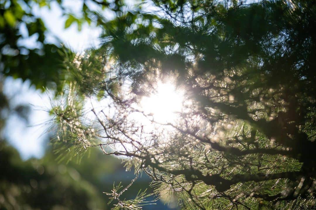 八芳園さんのインスタグラム写真 - (八芳園Instagram)「穏やかな日差しが水面に溶け込む、八月の午後。  やわらかい光に包まれながら 遠くなっていく蝉の声に耳を傾けると、 時間の流れを感じます。  日常から少しだけ離れて、 季節の美に想いを馳せるひとときを お過ごしください。  🍃✨🍃✨🍃  #八芳園 #happoen #日本庭園 #結婚式 #葉月 #august #夏 #港区 #白金台 #お散歩 #reflectiongram #八月  #東京観光 #東京カメラ部 #カメラ好きな人と繋がりたい #写真好きな人と繋がりたい #ファインダー越しの私の世界 #その瞬間に物語を #キリトリセカイ #写真部 #フレア  #japanesegarden #japan_daytime_view #japantravel #tokyotrip #japan_of_insta #jp_mood #tokyotokyo #special_spot #green」8月2日 19時15分 - happoen