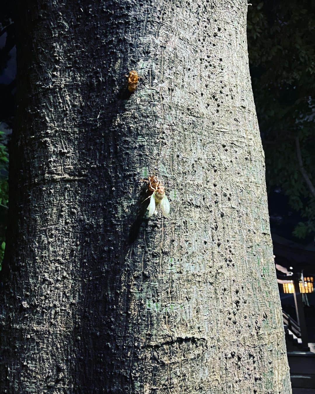武藤昭平さんのインスタグラム写真 - (武藤昭平Instagram)「どんどん孵化してゆく蝉たち。夏のピークかな。」8月2日 19時18分 - syoheimuto
