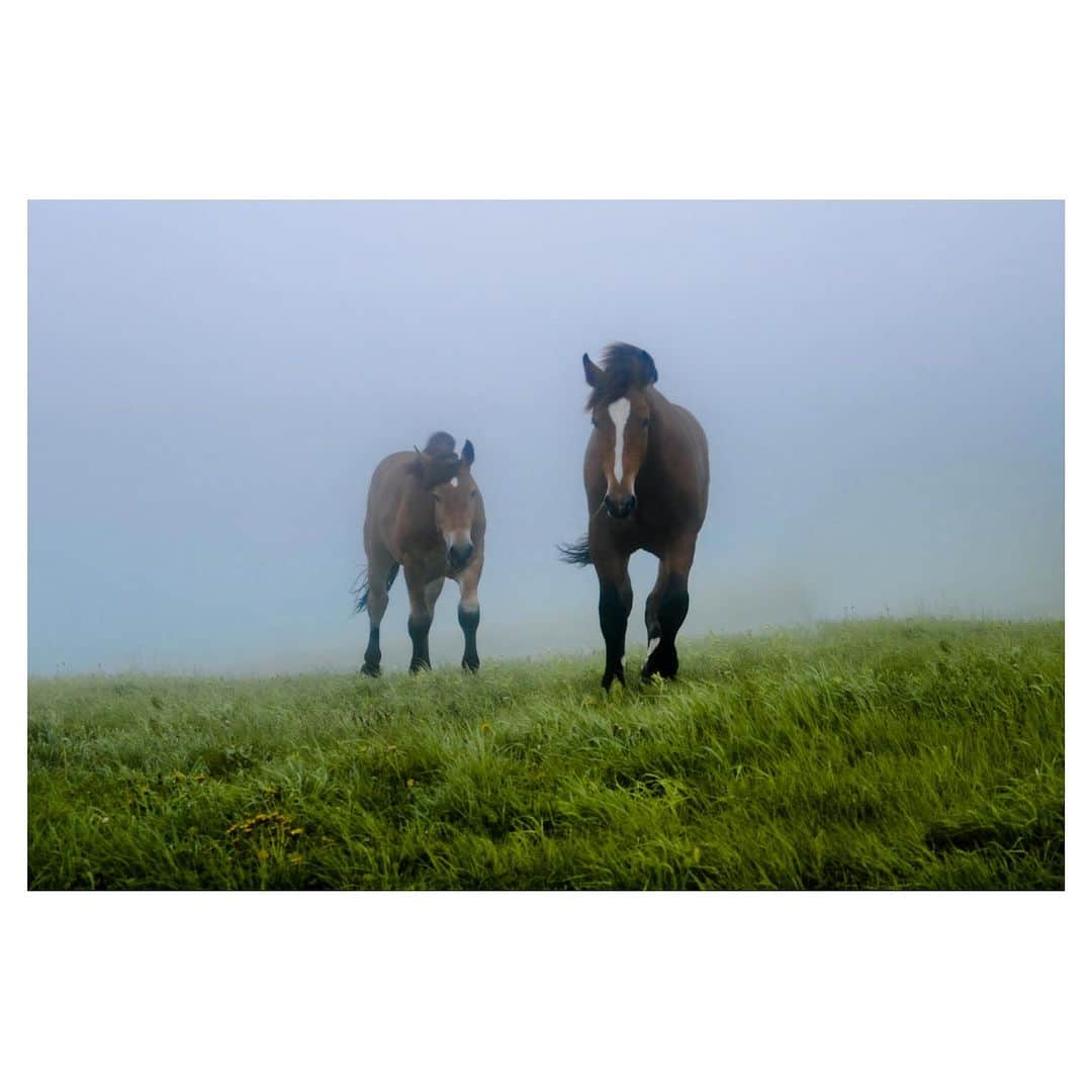 Hikaruのインスタグラム：「Play with a horse.  お久しぶりです。 だいぶ時が経ちました。 また、自分の好きな物を撮っていこうかな。 相変わらず、馬が好きです。  #東京カメラ部 #1x #raytrek #raytrek_photo #raytrek_uniquetome #natgeo #hokkaido #写真好きな人と繋がりたい #北海道 #Japan_ilc #japantravelers  #raytrek_photographer #SonyAlphaPro #photo_shorttrip #photo_travelers #lovers_nippon #1x_japan #bestjapanpics #SonywordClub #genic #alpha_newgeneration #Horse」