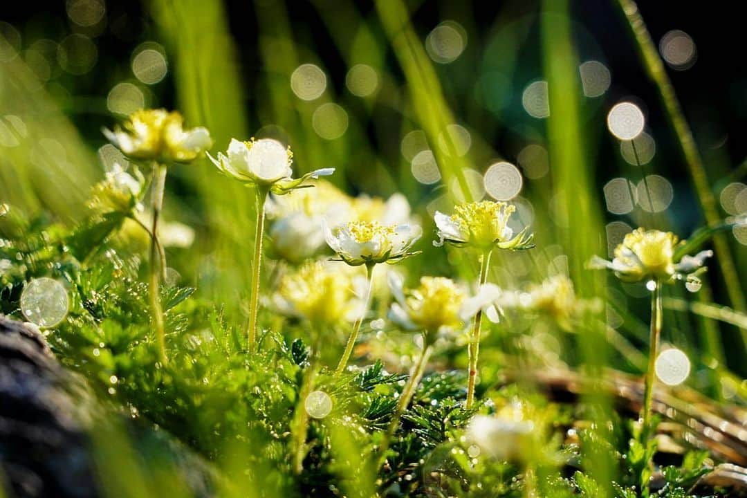 花の写真館のインスタグラム：「Photo by @chee2005. https://instagram.com/chee2005/ . Original Post[投稿いただいたURL] https://www.instagram.com/p/CuRKU9uvgkm/ . 本アカウントは、 #私の花の写真 をつけてInstagramに投稿された皆さまの花の写真や、「花の写真館」Facebookページで投稿された花の写真を紹介します。 「花の写真館」Facebookページは、「 @floral.photograph 」のプロフィールにあるURLからご覧ください。 . ※各種法令、マナー、関係者の指示に従った撮影をお願いします。 *Please ensure that your photography adheres to all relevant laws, etiquette, and instructions issued by authorized persons. ※本アカウントは東京カメラ部がFacebook、Instagramのサービスを利用して運営しているもので、Meta社・Instagramとは一切関係ありません。 . #花の写真館 #floralphotograph #floralphoto #flower #flowers Follow: @floral.photograph」