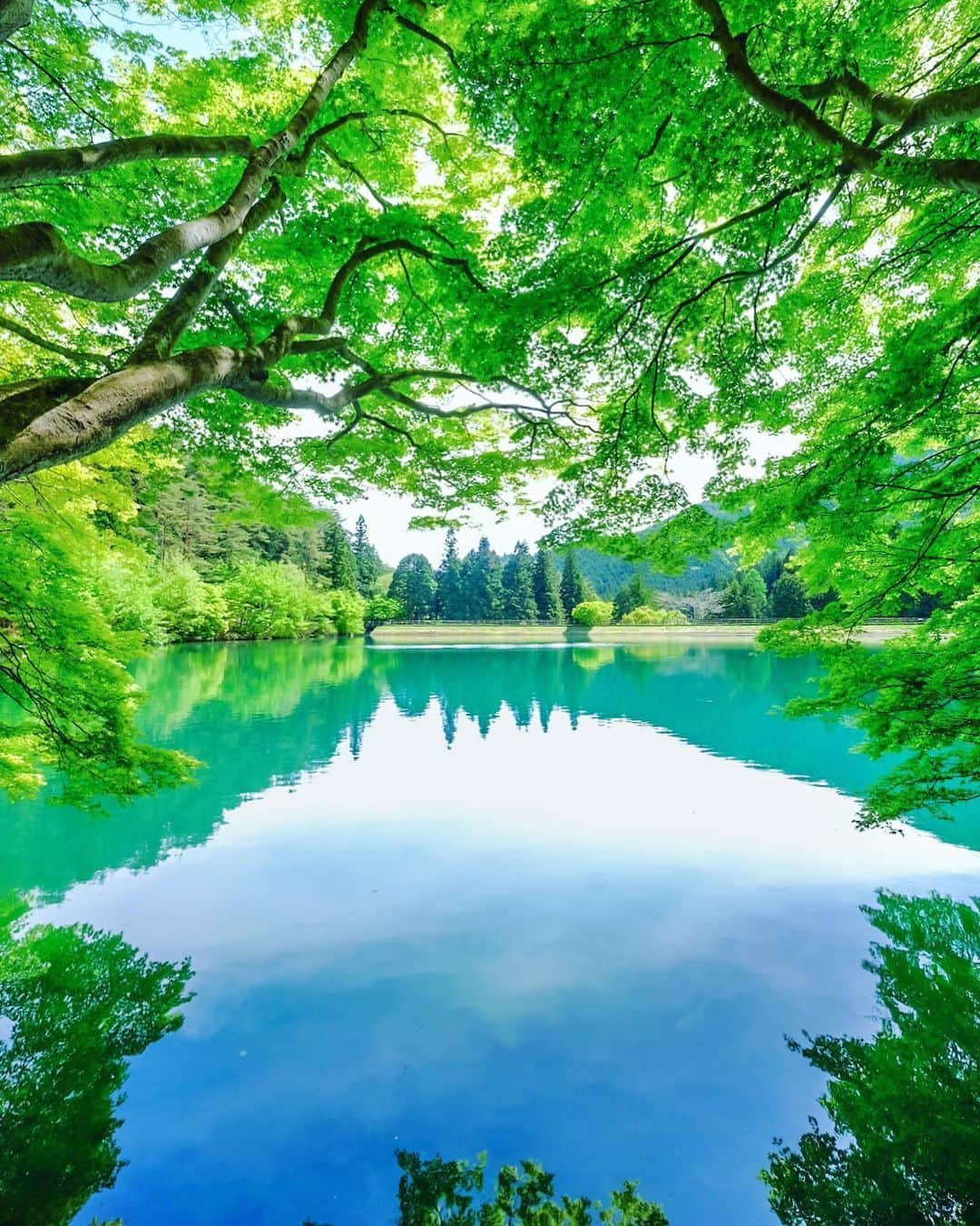 botanist officialさんのインスタグラム写真 - (botanist officialInstagram)「ここは、山梨県南アルプス市にある #南伊奈ケ湖 櫛形山一帯に広がる保健休養林内に作られた人工湖のひとつ。 夏には新緑が、秋には紅葉が湖面に美しく浮かび上がります🌿  静かな湖畔の遊歩道を散策すると、まるで自然と一体化したような感覚に包まれることができます✨  南伊奈ケ湖の魅力は、幻想的なリフレクションだけに留まりません。 周辺に自生する野の花、広大な水面に浮かぶ優雅な白鳥、透明度の高い水の中を泳ぐ色とりどりの鯉。 様々な動植物たちとの出会いを楽しみに多くの方が足を運ぶ、山梨県屈指の人気スポットです💡  湖の近くには展望台もあり、標高890メートルから甲府盆地を一望することもできます。 都会の喧騒を忘れられる癒しの空間で、大自然を満喫してみてはいかがでしょう♪  Thank you!：@pucchii_k  ✔︎ 当アカウントでは、植物と共に生きる「ボタニカルライフスタイル」を豊かにするため、四季折々の自然の景色や、植物の魅力が溢れるボタニカルスポットを紹介しています。  ✔︎ 植物がもたらす美しい景色のお写真に #絶景ボタニカル を付けて投稿していただくと、当アカウントでご紹介させていただくことがございます。  #絶景ボタニカル #BOTANIST #ボタニスト #botanicalbeauty」8月2日 20時18分 - botanist_official