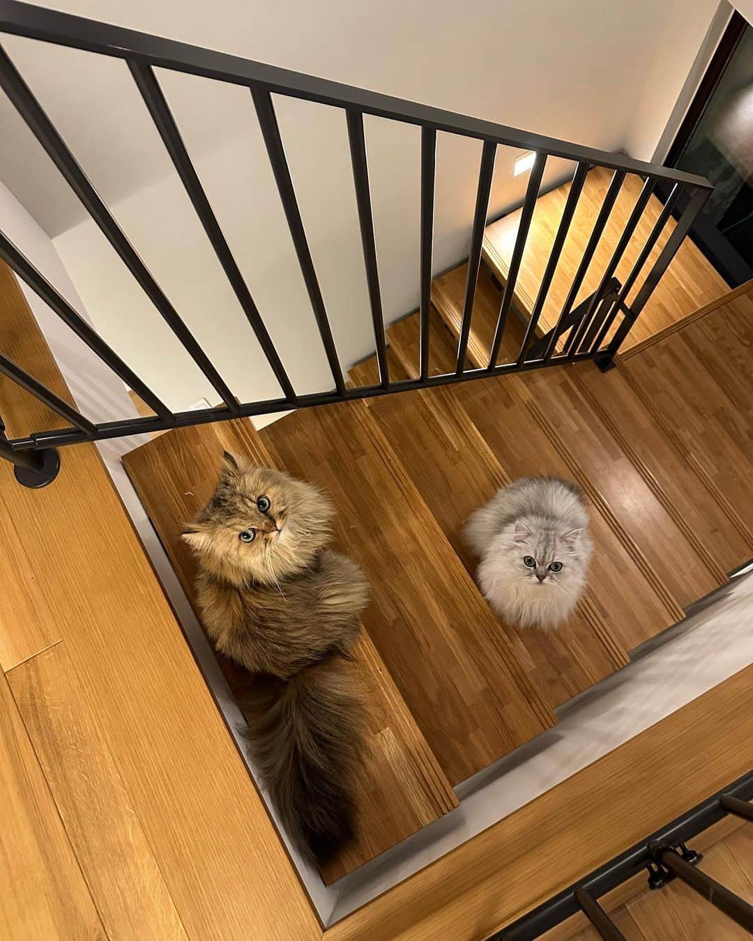 兄弟猫と私と夫の2トムのまいにちさんのインスタグラム写真 - (兄弟猫と私と夫の2トムのまいにちInstagram)「冷房が嫌いなのか今日は階段や一階でうろうろ  リビングも遠慮して27度に設定してるんだけどなぁ。 暑がりは私だけで、2トムも豆たちも寒がりで困ったな。  あービール飲みたいな。関係ないけど..w  cat#cats#catstagram#catstagram_japan#instacat#cutecat#cutepetclub#bestcats#world_kawaii_cat#catoftheday#meow#bestmeow#TheDailyKitten#ねこ#ネコ#猫#ねこ部#ふわもこ部#pecoねこ部#みんねこ#チンチラ#チンチラゴールデン#チンチラシルバー#ペルシャ#ふぅ豆#みぃ豆」8月2日 20時31分 - maamiff