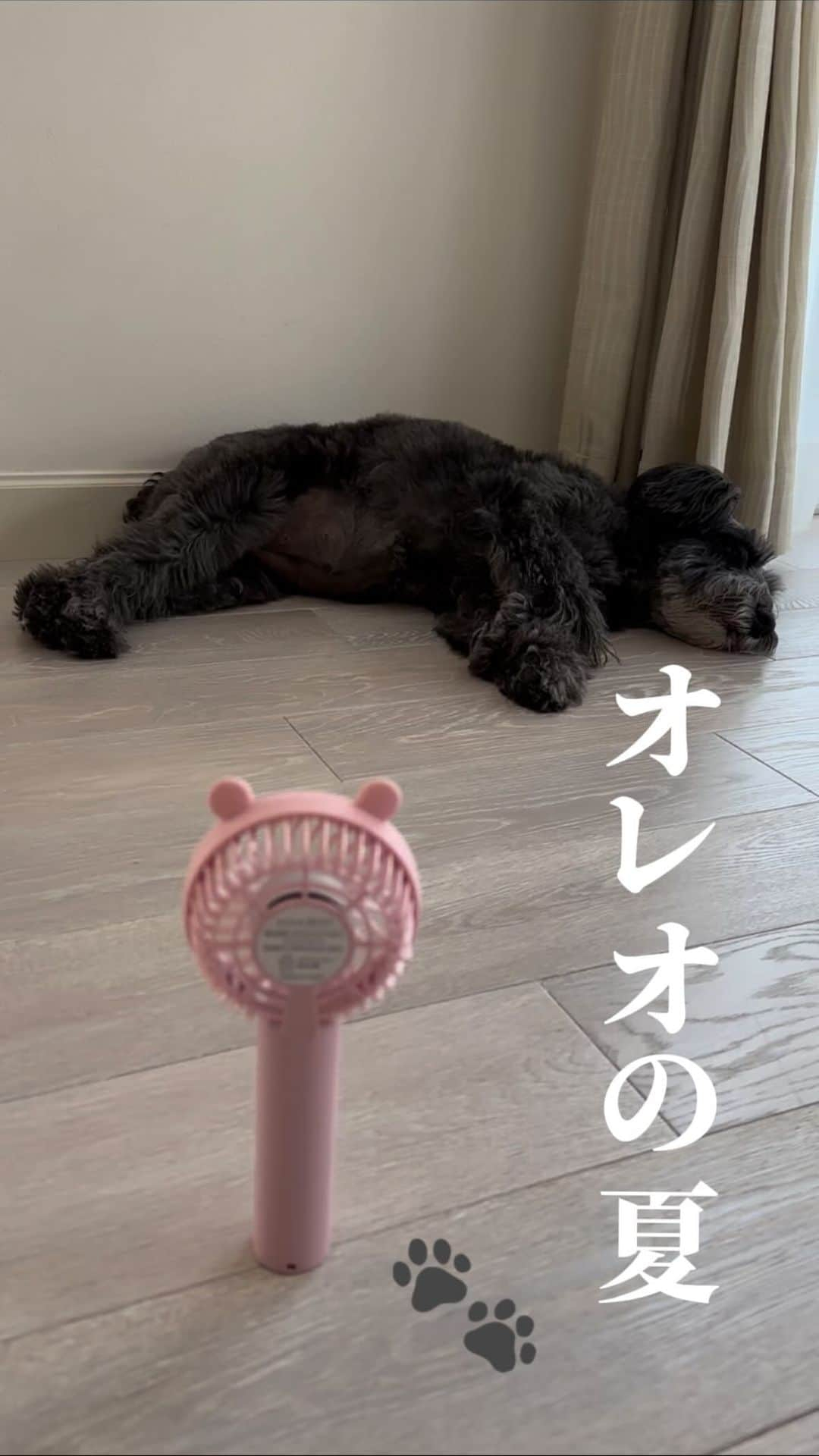 森尾由美のインスタグラム：「今日も暑かったね🥵🌻」