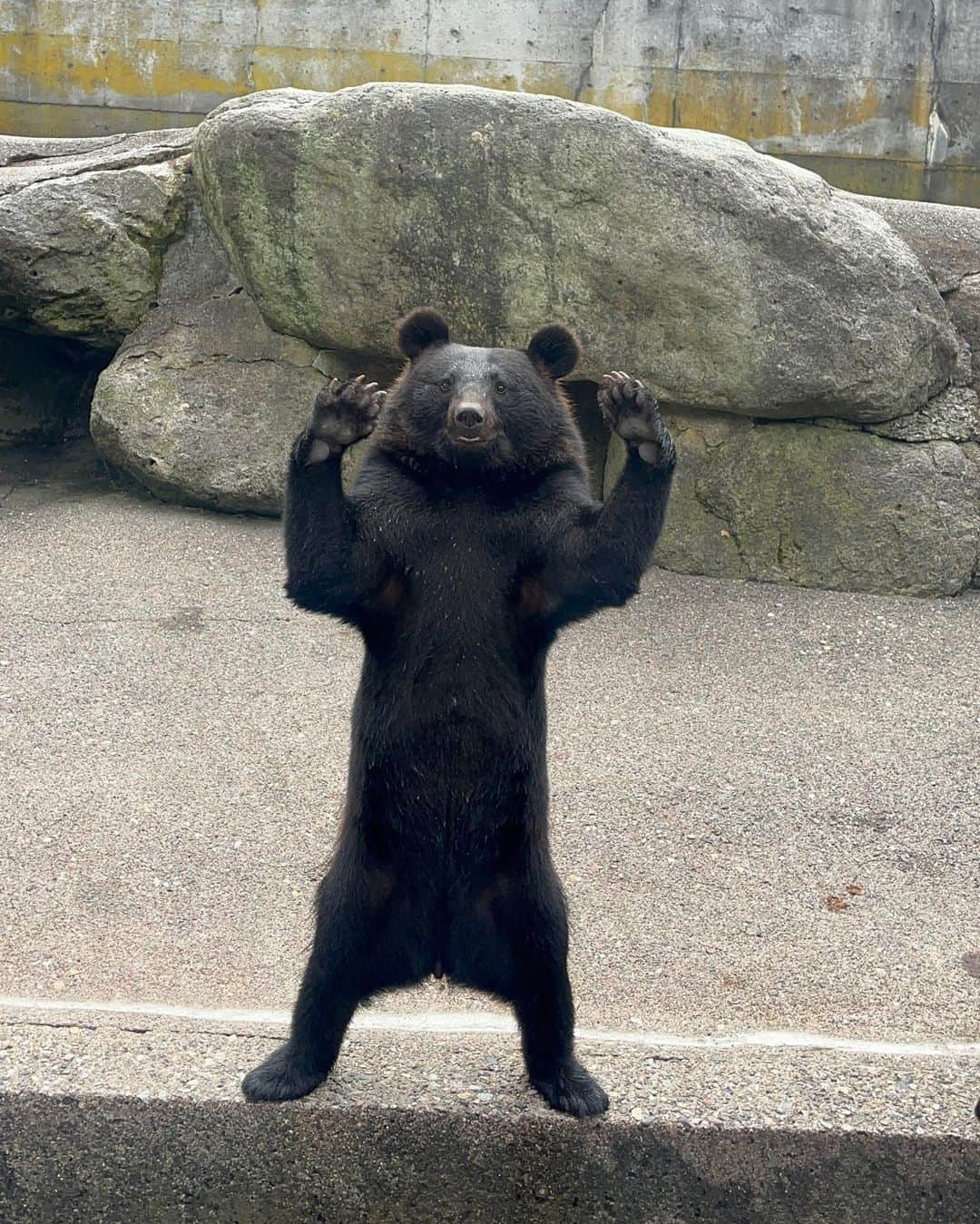 北村優衣のインスタグラム：「やあ！8月！🐻🚿 . 最近はお仕事で自然に囲まれながらいろんな体験をしたり、 美味しいものを食べたり、夏を大満喫してます。 あつーーーい日が続いてるけど、8月も夏楽しむゾ。 もちろん体調に気をつけながらね！ みなさんも！くまさんも！ 夏っぽ写真いっぱいあるんだけど、 くまさんが可愛すぎて心持っていかれたのでひとまずこちらで。」