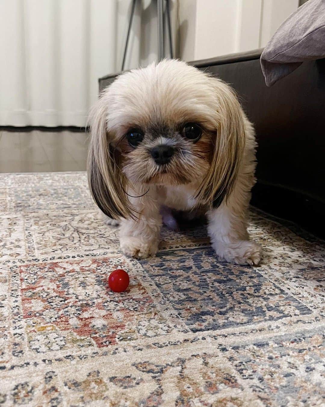 佐藤里緒菜さんのインスタグラム写真 - (佐藤里緒菜Instagram)「_ 7月のシカクさん10選🐶  あざとい顔と見せかけてとっても眠い顔 ぐりちゃんと遭遇してびびり倒す 小さい子は結構すき。 トマトが宝物すぎて1粒食べるのに1時間 ご飯5粒くらいは手から食べたい甘えん坊 眠すぎて無抵抗（ドリー・亀・ハチワレさん） 動くボール無理すぎて爆吠え（5000円くらいしたぞ？💸） ぽーーーねむーーーー 顔に黒豆3つの仲間🦭 アプリの試し撮りされた写真」8月2日 21時24分 - riona__