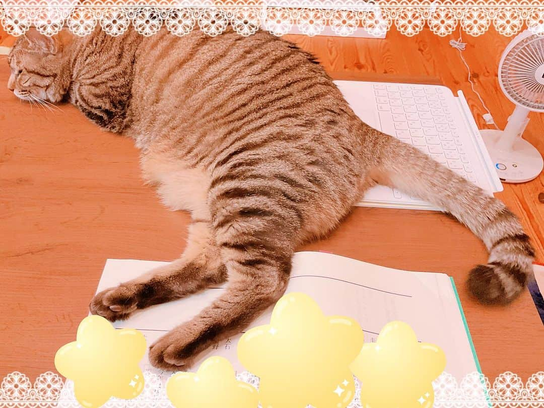 ゆきのさつきのインスタグラム：「台本を足蹴にするけしからんやつ😼  先に進めんがな💧」