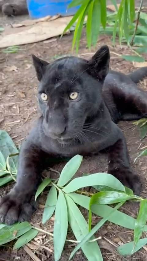 Zoological Wildlife Foundationのインスタグラム：「Lua do meu coração!🥰♥️  #wildlife #wild #notpets #zwfmiami #jaguar」