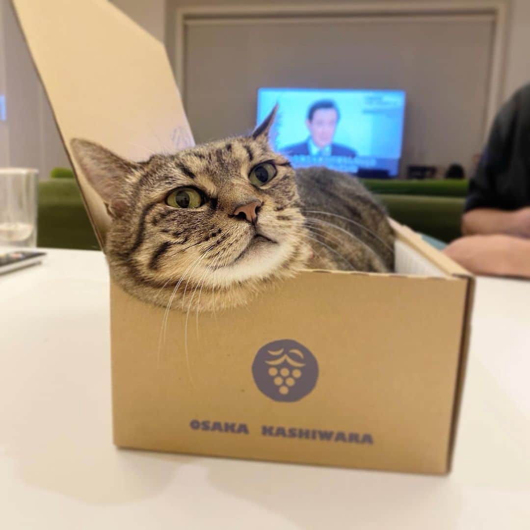 中野明海さんのインスタグラム写真 - (中野明海Instagram)「#箱猫メメが🍇をお取り寄せした 新しい箱を発見！　大急ぎで 無理矢理入って「これ小さっ💢！」 と訴えられる🤣  何度もやって少し落ち着いてるけどむっちゃはみ出てます。  #納得はしてないw  #かおよ #箱猫メメ」8月2日 22時01分 - akeminakano__official