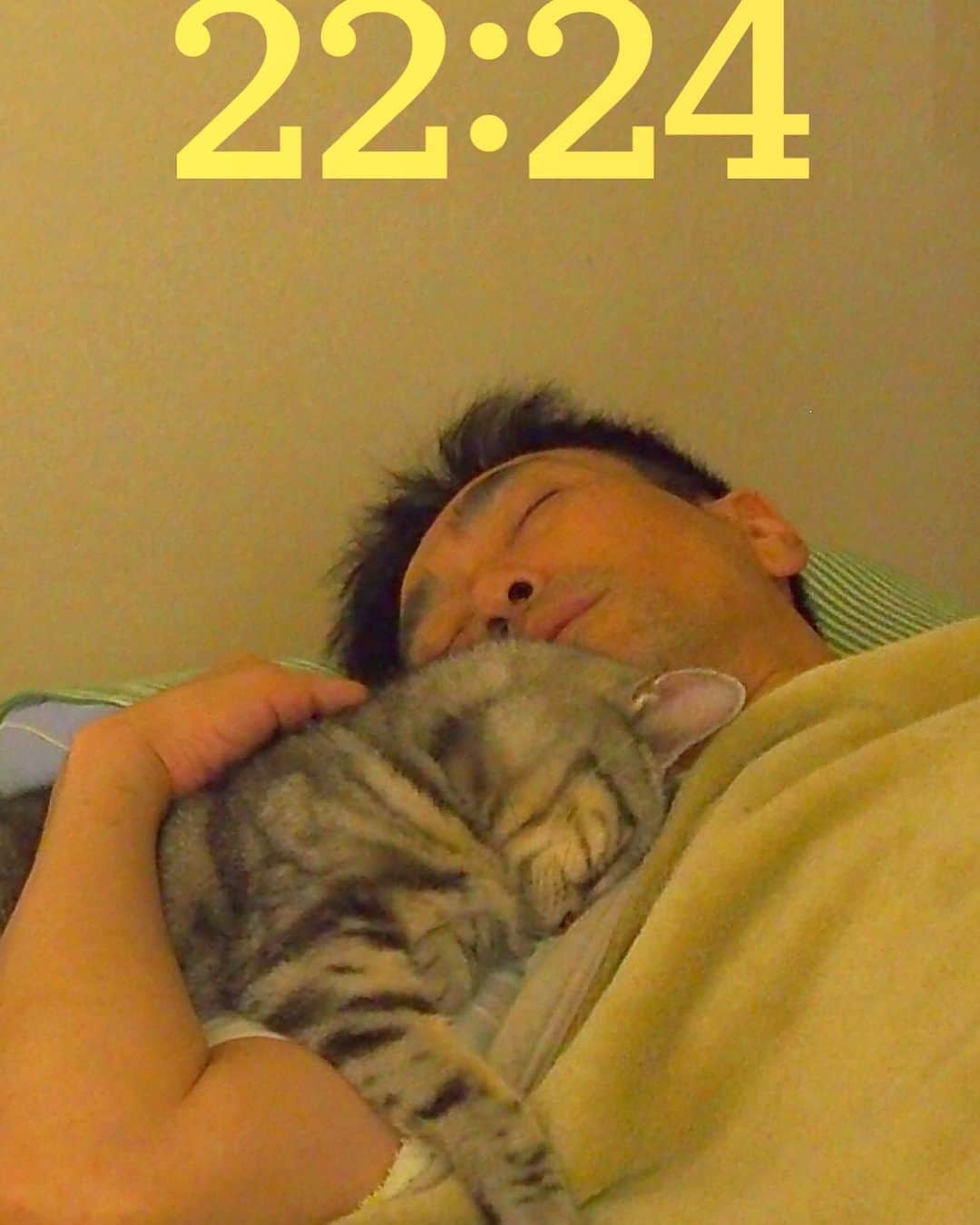 nemuru_catのインスタグラム：「#春ちゃん#眠る夫#壁紙  懐かしいねぇ🩷 * #ねこ部#cat#neko#猫#catsofinstagram#ねこのいるくらし#アメリカンショートヘア#americanshorthair」