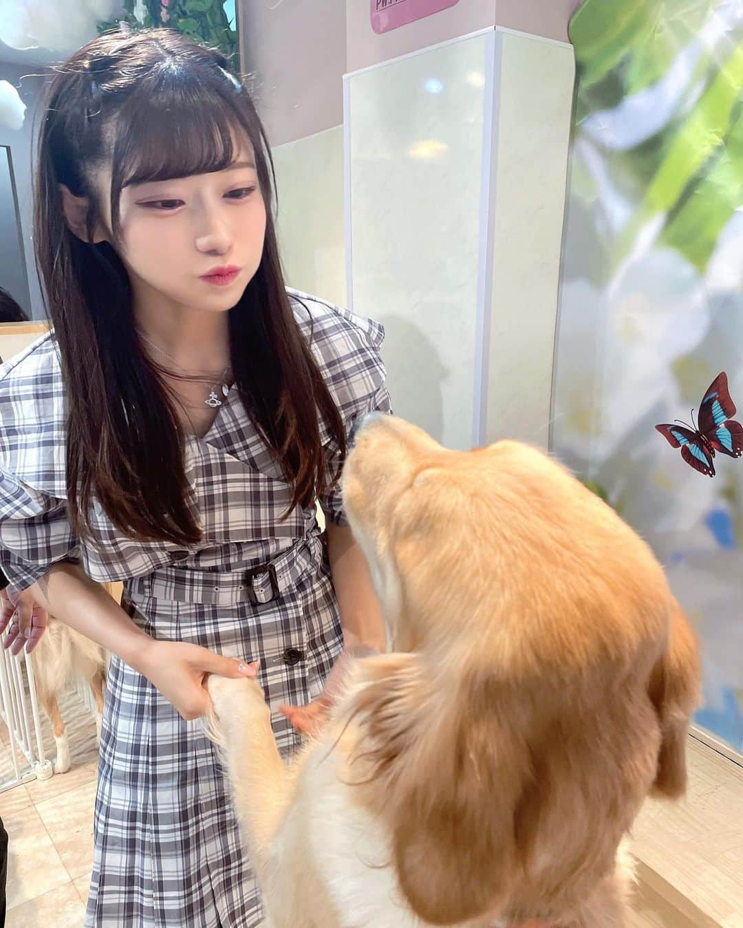 菖蒲まりんさんのインスタグラム写真 - (菖蒲まりんInstagram)「念願のわんちゃんカフェ🐶☕️♡ 大型犬から小型犬までたくさんで幸せ、、、、、 ダックス教な自分、やはりダックスちゃんのくるみちゃんにトリコなのであった(^^)/~~~♡   #florence  #犬カフェ #ドッグカフェ #セラピードッグ #dog  #dogcafe #dogcareflorence #セントバーナード #スタンダードプードル #ゴールデンレトリバー #ポメプー #ダックスフンド  #ボーダーコリー #トイプードル  #犬スタグラム」8月2日 22時20分 - marin_nonfic