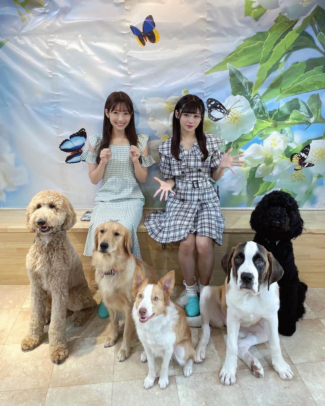 菖蒲まりんさんのインスタグラム写真 - (菖蒲まりんInstagram)「念願のわんちゃんカフェ🐶☕️♡ 大型犬から小型犬までたくさんで幸せ、、、、、 ダックス教な自分、やはりダックスちゃんのくるみちゃんにトリコなのであった(^^)/~~~♡   #florence  #犬カフェ #ドッグカフェ #セラピードッグ #dog  #dogcafe #dogcareflorence #セントバーナード #スタンダードプードル #ゴールデンレトリバー #ポメプー #ダックスフンド  #ボーダーコリー #トイプードル  #犬スタグラム」8月2日 22時20分 - marin_nonfic