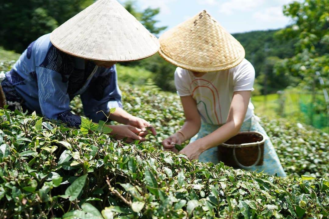 鈴木六夏さんのインスタグラム写真 - (鈴木六夏Instagram)「@6hana_beauty のキー成分 奈良の健一自然公園のお茶畑を訪問した時には、健一さんに教わり  畑から茶葉を摘み、熱い釜で炒って、お茶っ葉にするまでの過程を初めて体験しました！  自然の成り立ちのなかで、力強く育った茶葉たちは、お茶になると本当に美味しくて驚きました！全然違うっ✨✨✨  今回の２本セットにはこのお茶がついてきますから、ぜひとも楽しんでくださいね！  @kenichishizennouen  @6hana_beauty」8月2日 23時09分 - rikuka.62