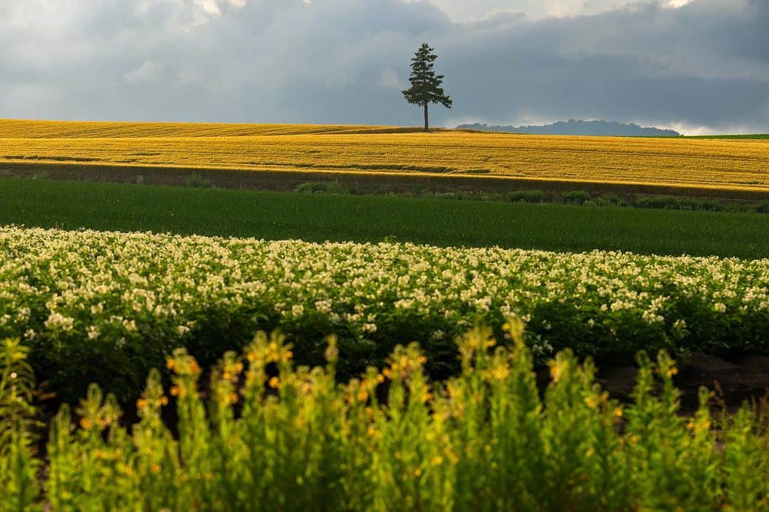 Michael Yamashitaのインスタグラム：「More of Hokkaido’s celebrity trees. These are perhaps the most popular of all, named after a  cigarette and the commercial that was filmed here —  Seven Star Hills. #sevenstars #sevenstarhill #hokkaido #biei #bieihill」
