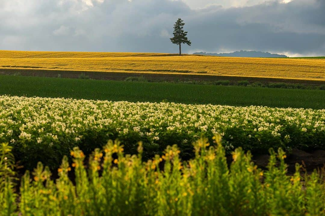 Michael Yamashitaのインスタグラム：「More of Hokkaido’s celebrity trees. These are perhaps the most popular of all, named after a  cigarette and the commercial that was filmed here —  Seven Star Hills. #sevenstars #sevenstarhill #hokkaido #biei #bieihill」