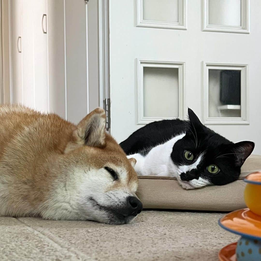 kouhei_ohkitaのインスタグラム：「🐕🐈🌻 ベタベタしないけど一緒にいるね。」