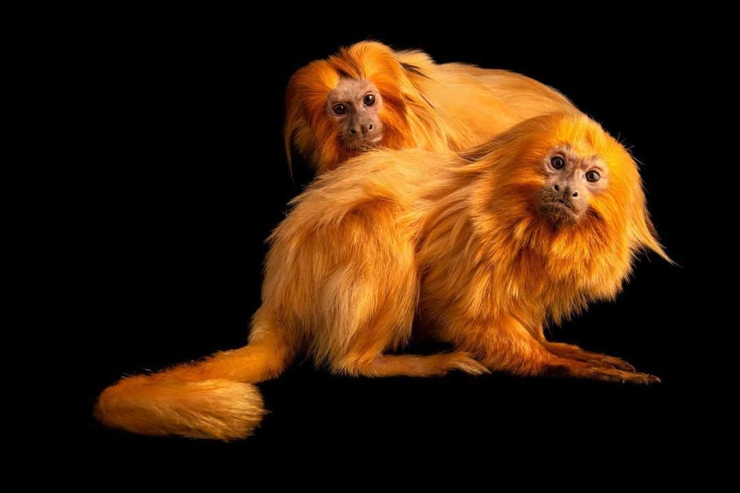 Joel Sartoreさんのインスタグラム写真 - (Joel SartoreInstagram)「Like the Brazilian forests that they call home, golden lion tamarins are in danger of disappearing due to the expansion of industry, agriculture, and logging. In the early 1970s, there were as few as 200 golden lion tamarins in the wild. To save this species from extinction, a ground-breaking conference was held in 1972, bringing European, American, and Brazilian biologists together to develop long-term recommendations and plans for husbandry, research, and conservation activities. While the estimate of golden lion tamarins living in the wild has continued to rise in recent years, they are still classified as endangered because their habitat remains fragmented, with each area capable of supporting only a small number of groups. Continued conservation efforts, such as reforestation and the creation of wildlife corridors are essential for the population of tamarins to continue to grow. Photo taken @lincolnchildrenszoo.   #GoldenLionTamarinDay #tamarins #monkeys #primates #animals #wildlife #photography #animalphotography #wildlifephotography #studioportrait #PhotoArk @insidenatgeo」8月2日 23時26分 - joelsartore