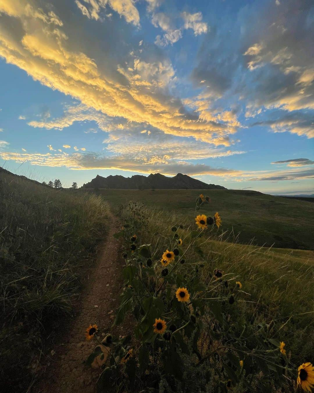 チェルシー・ルーズさんのインスタグラム写真 - (チェルシー・ルーズInstagram)「Honestly, this life is so sweet.   Recently, on my morning hikes with my pups, I find tears in my eyes. The tears are simply from having my eyes open - like really open - feeling my resiliency, strength, the beauty of the world and of my relationships. I’m not sad, or upset, or lost. I am simply just grateful, even when life feels chaotic ;)  The tears this morning came after sitting next to a unique tree and peering out at a distant, yet significant hill. This hill holds a lot of memories for me - happy ones, sad ones, painful ones, and even confusing ones. For the first time, I said aloud, without even thinking about what was coming out of my mouth “thank you, and I do not need you anymore”   These words likely mean nothing to you. But wow - they flowed gracefully out of my mouth with so much force and meaning - and I finally felt free, while remaining appreciative of all those memories, and their significance in helping me get to where I am right now.   To me, in that moment, I felt resilient, expansive and full of love. The last 1.8 years have been ever so transformative and it just shows me that when things burn to the ground, they absolutely do have the potential to grow back even more beautiful and strong. 🧡💛❤️  These photos are of an exciting Mtn bike ride with the one and only @jessdauchy」8月2日 23時25分 - chelseanicholerude