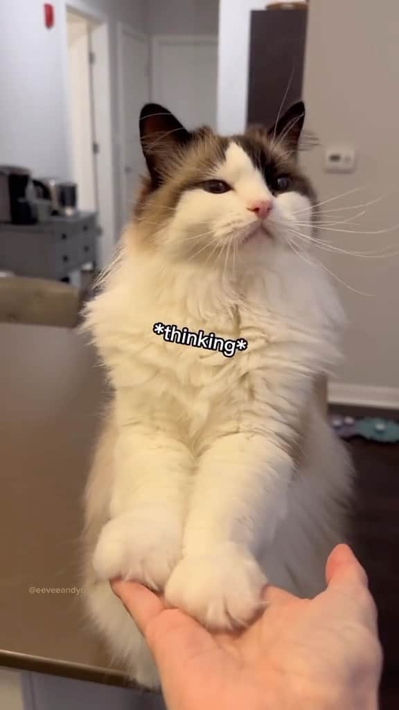 Cute Pets Dogs Catsのインスタグラム：「prettiest girl ever🥺🥺  Credit: beautiful @eeveeandyoshi and eeveeandyoshi (tt) ** For all crediting issues and removals pls 𝐄𝐦𝐚𝐢𝐥 𝐮𝐬 ☺️  𝐍𝐨𝐭𝐞: we don’t own this video/pics, all rights go to their respective owners. If owner is not provided, tagged (meaning we couldn’t find who is the owner), 𝐩𝐥𝐬 𝐄𝐦𝐚𝐢𝐥 𝐮𝐬 with 𝐬𝐮𝐛𝐣𝐞𝐜𝐭 “𝐂𝐫𝐞𝐝𝐢𝐭 𝐈𝐬𝐬𝐮𝐞𝐬” and 𝐨𝐰𝐧𝐞𝐫 𝐰𝐢𝐥𝐥 𝐛𝐞 𝐭𝐚𝐠𝐠𝐞𝐝 𝐬𝐡𝐨𝐫𝐭𝐥𝐲 𝐚𝐟𝐭𝐞𝐫.  We have been building this community for over 6 years, but 𝐞𝐯𝐞𝐫𝐲 𝐫𝐞𝐩𝐨𝐫𝐭 𝐜𝐨𝐮𝐥𝐝 𝐠𝐞𝐭 𝐨𝐮𝐫 𝐩𝐚𝐠𝐞 𝐝𝐞𝐥𝐞𝐭𝐞𝐝, pls email us first. **」