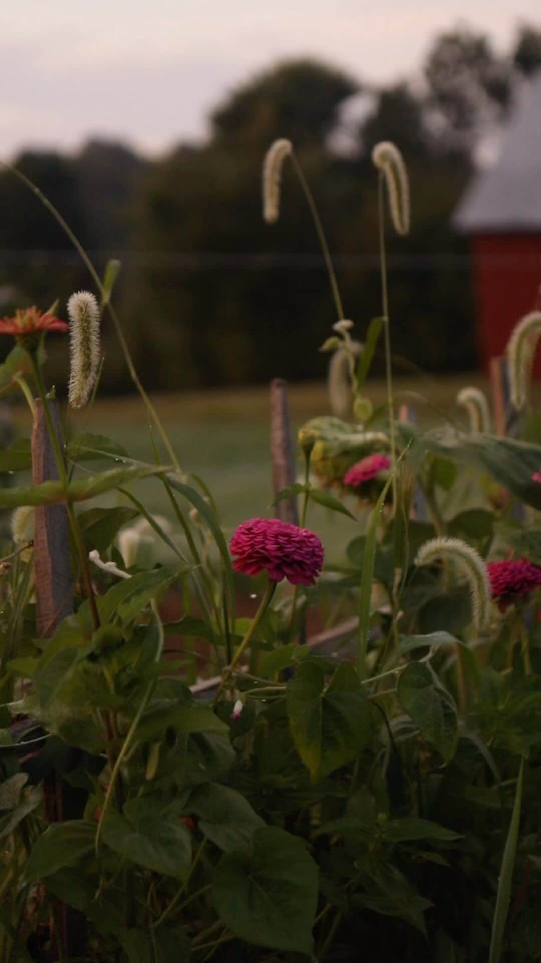 FOLKのインスタグラム：「The sun rose quietly this morning. No harsh streaming golden rays climbing across the white washed floors of the farmhouse bedrooms. Instead an orange glow flooded the five am sky, no shadows cast on the dew covered garden out back, just a sea of warm colors soaking the zinnias, the morning glories, and the weeds that are taking over the once clean garden with each passing day. Not every morning requires the bright, loud, and triumphant sun to awaken every stirring creature on the farm, some days the calm is what carries us on. #liveauthentic」