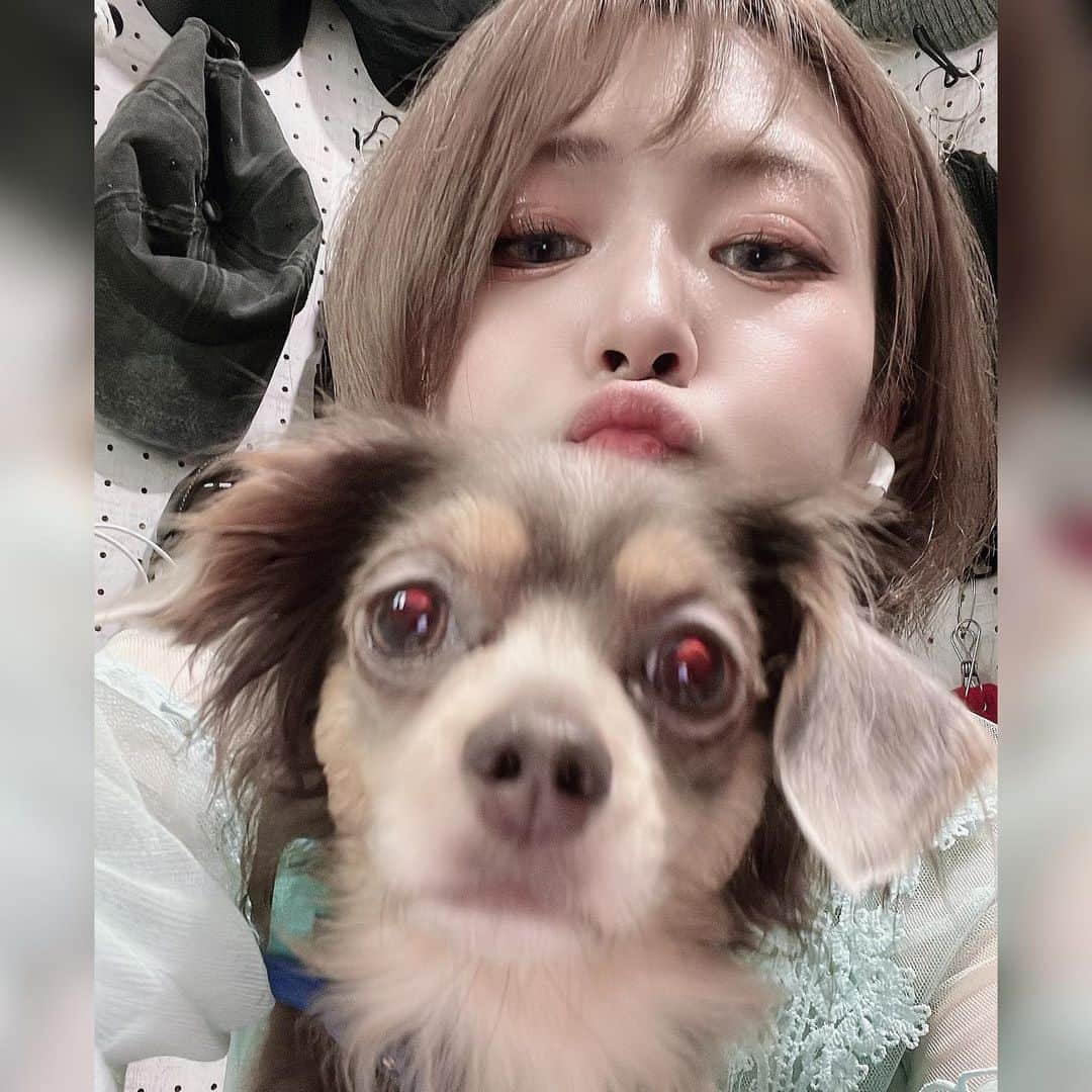 たぴみるさんのインスタグラム写真 - (たぴみるInstagram)「夜のお散歩してきた🌃 へとへとなリゼちゃん🐶  #いぬすたぐらむ #いぬのいる暮らし」8月3日 0時05分 - tapimiru_2525