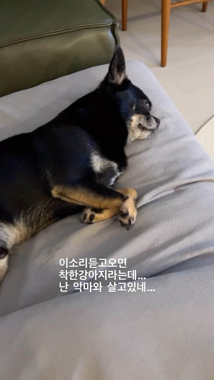 シン・ゴウンのインスタグラム：「땅콩아 듣는척이라도해...」