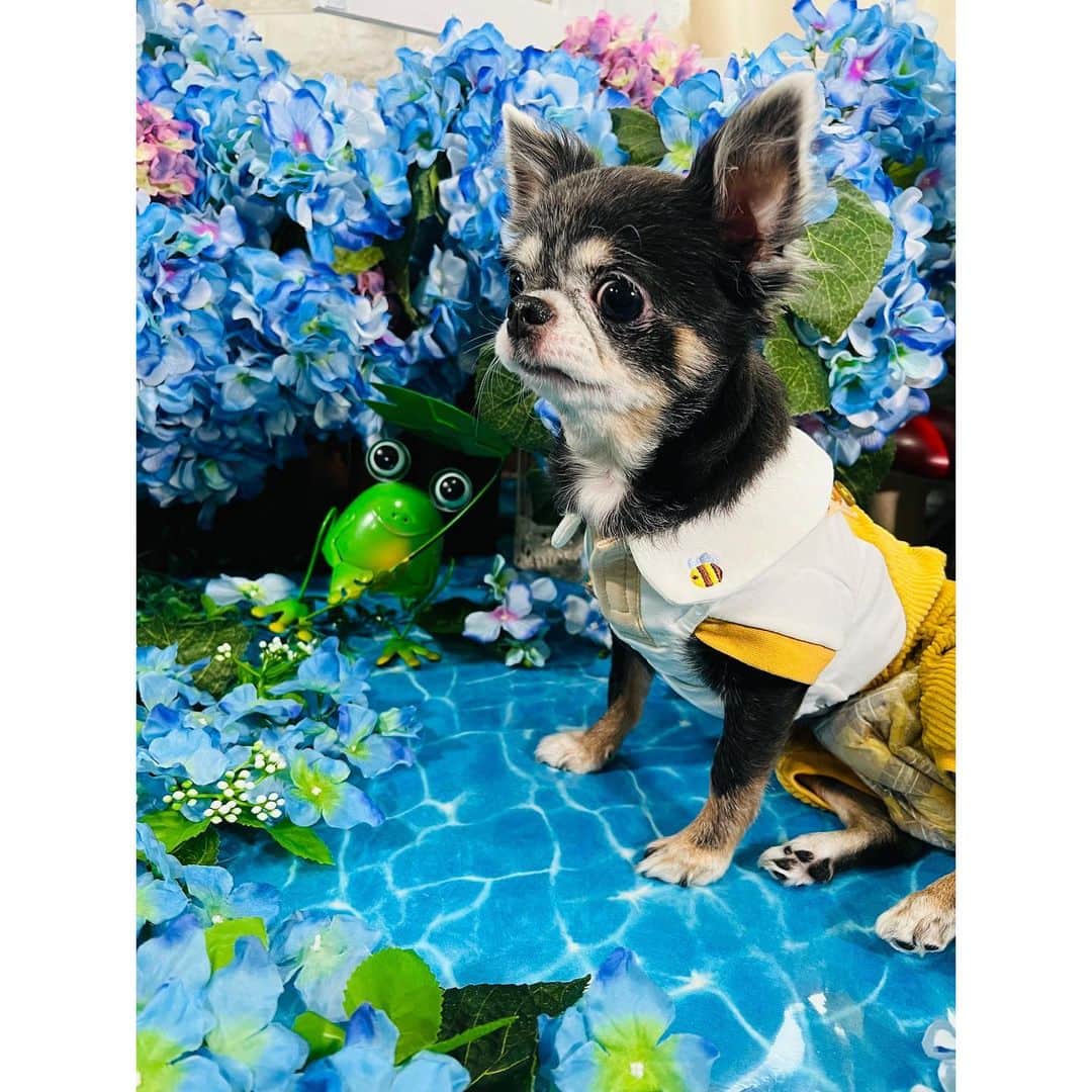 のインスタグラム：「大好きな紫陽花💙 いい感じに顔作ってくれた✌️ . . フォトブース📷 @dog_friendly_hotel  . . . . #浅草橋 #フォトブース #イチホテル #わんちゃん #ワンちゃん #わんちゃんのいる生活 #ワンちゃんok #ワンちゃんと一緒 #ワンちゃん同伴ok #ワンちゃん撮影会 #わんちゃんok #わんちゃんと一緒 #ドッグフレンドリーホテル #イチホテル浅草橋 #愛犬との思い出 #愛犬との時間 #愛犬とお出かけ」