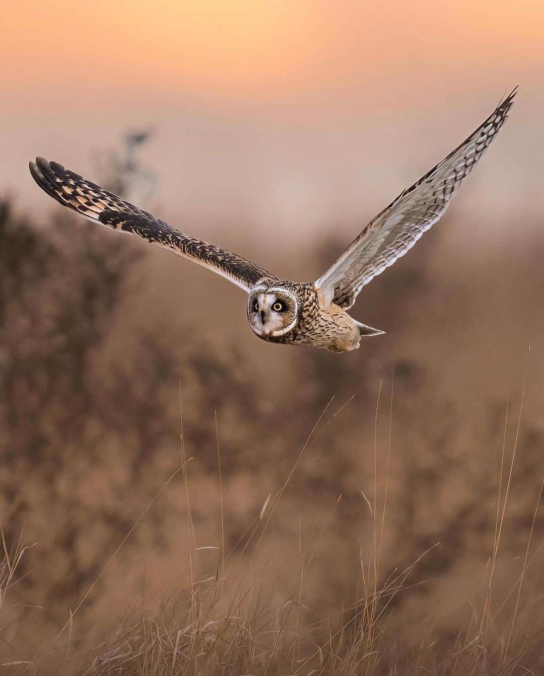 Discover Earthさんのインスタグラム写真 - (Discover EarthInstagram)「Silent wings, untamed grace, and the beauty of Vancouver's short-eared owls. 🦉💫   Have you ever experienced such a magical encounter in the wild?   📍Vancouver, Canada   🇨🇦 #DiscoverCanada with @emmett_sparling」8月3日 1時49分 - discoverearth