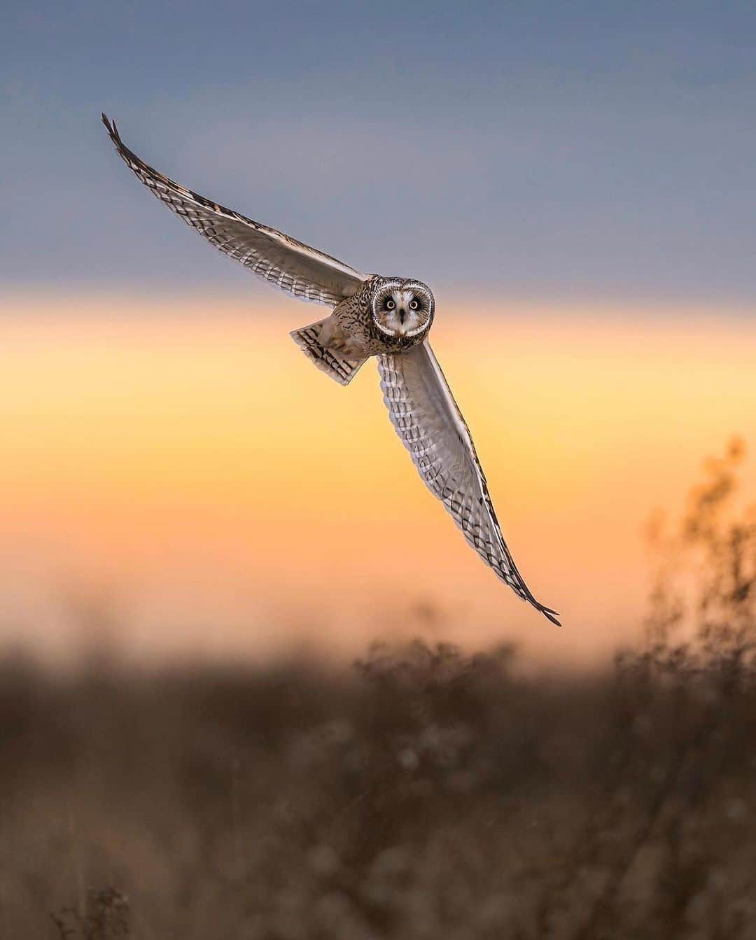 Discover Earthさんのインスタグラム写真 - (Discover EarthInstagram)「Silent wings, untamed grace, and the beauty of Vancouver's short-eared owls. 🦉💫   Have you ever experienced such a magical encounter in the wild?   📍Vancouver, Canada   🇨🇦 #DiscoverCanada with @emmett_sparling」8月3日 1時49分 - discoverearth