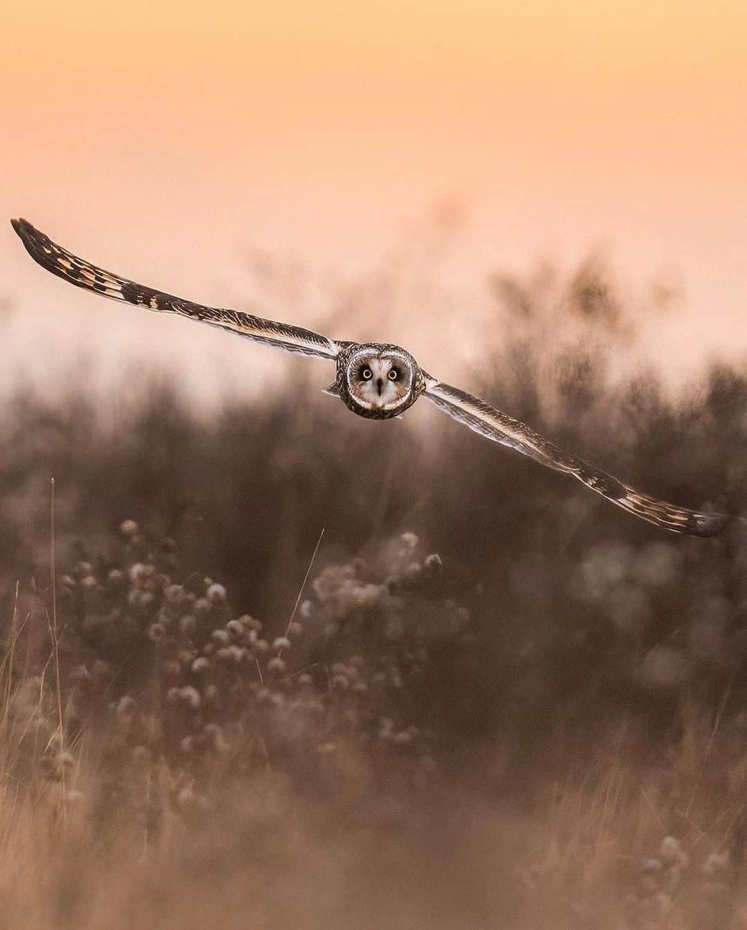 Discover Earthさんのインスタグラム写真 - (Discover EarthInstagram)「Silent wings, untamed grace, and the beauty of Vancouver's short-eared owls. 🦉💫   Have you ever experienced such a magical encounter in the wild?   📍Vancouver, Canada   🇨🇦 #DiscoverCanada with @emmett_sparling」8月3日 1時49分 - discoverearth