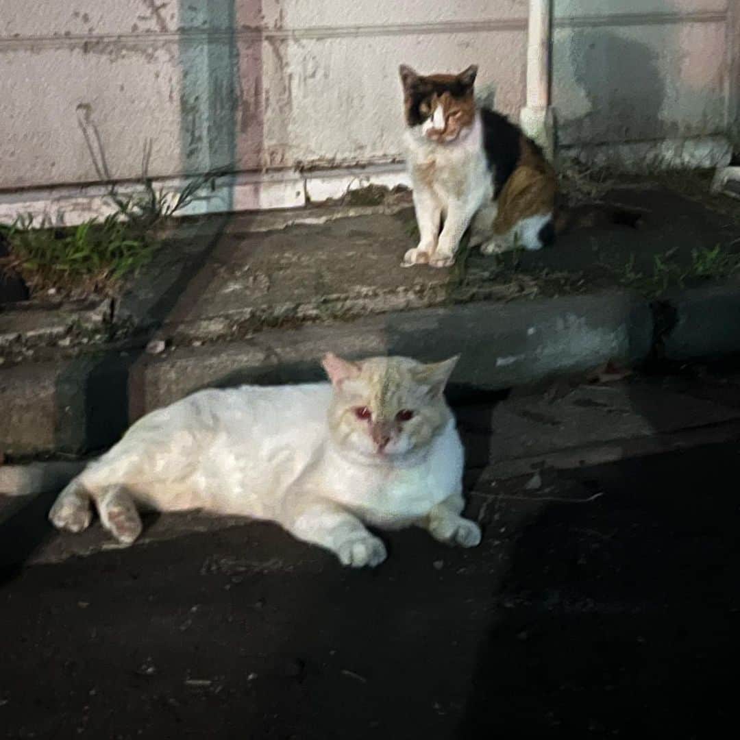 ハシモトタカヒロのインスタグラム：「港町は距離感あるね。近くまで寄れた❤️ #野良ジョーンズ」