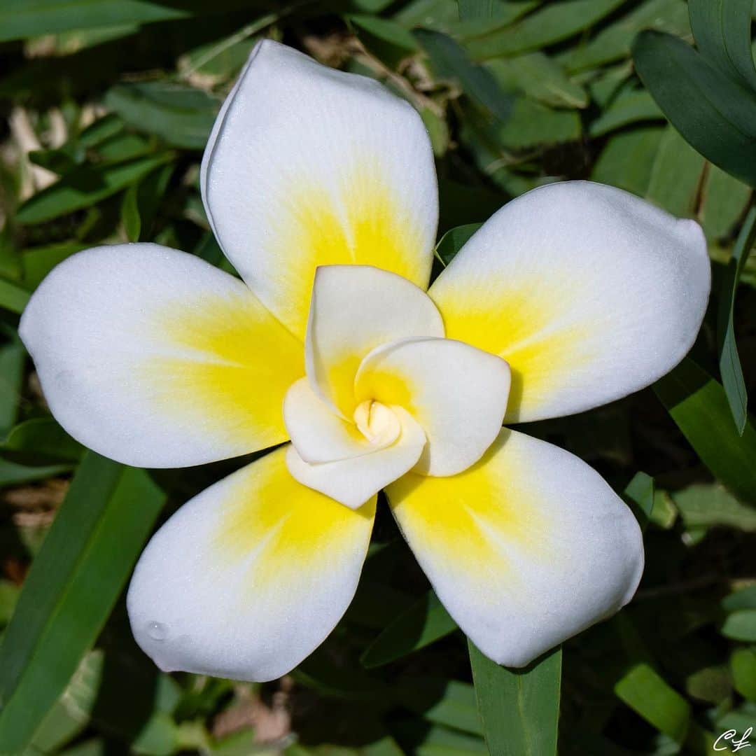 クラーク・リトルのインスタグラム：「"Bali Whirl" this morning on the @littleplumeriafarms .  This cultivar is the only known 10 petal plumeria flower🤙🏼💛🤍」