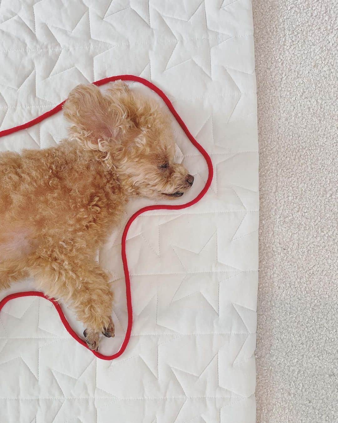 ふわのインスタグラム：「ふわを囲ってみた。 3枚目　気づいて逃げた？  #toypoodle#toypoodlegram#dogsofinstagram#instadog#doglife#doglover#cutedog#sleepydog#dog#fuwamama#ふわもこのふわ#ふわ#トイプードル#ふわもこ部#犬バカ部#親バカ部#犬のいる暮らし#いぬすたぐらむ#囲み線#最強寝顔」
