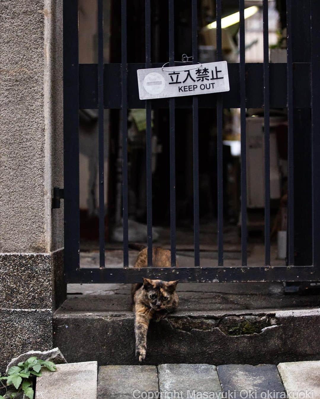 Masayukiさんのインスタグラム写真 - (MasayukiInstagram)「KEEP OUT🐈  #cat #ねこ #猫 #東京カメラ部 #nekoclub  #mmgtw #my_eos_photo  #yourshotphotographer」8月3日 12時13分 - okirakuoki
