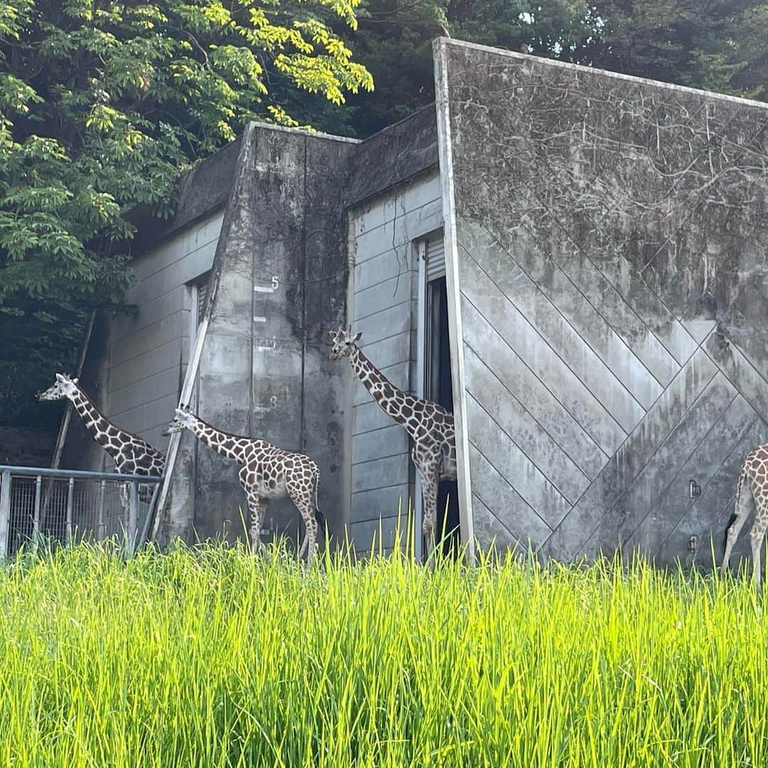松浦志穂さんのインスタグラム写真 - (松浦志穂Instagram)「2023年夏 @東山動植物園  #名古屋 #動物園」8月3日 12時27分 - matushiho