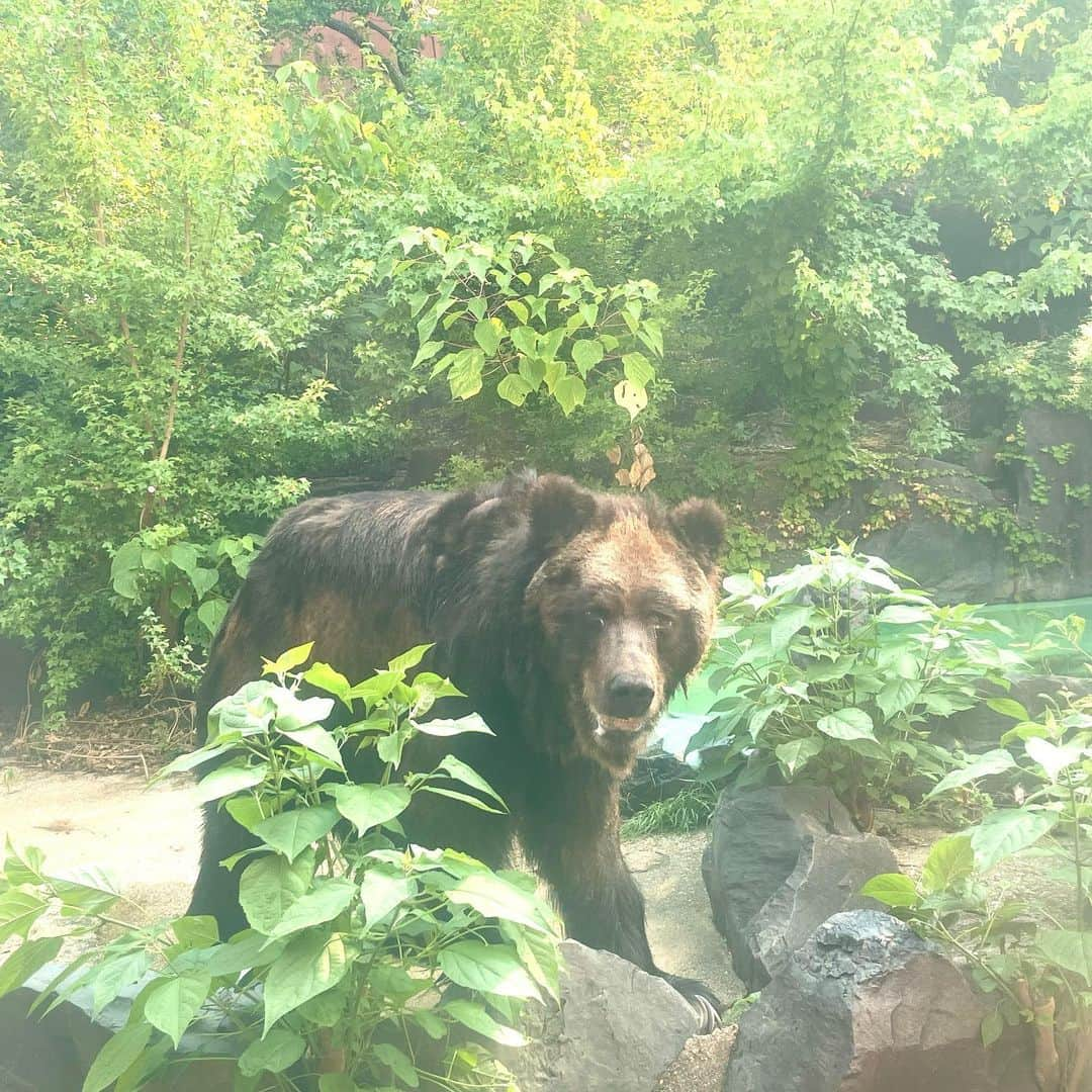 松浦志穂のインスタグラム：「2023年夏 @東山動植物園  #名古屋 #動物園」