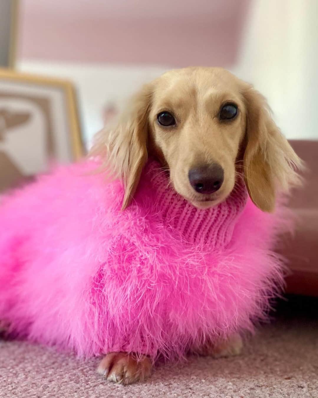 Cosmopolitanさんのインスタグラム写真 - (CosmopolitanInstagram)「Furever in my Barbie era 💞   #rg @eeveethedachshund」8月3日 5時05分 - cosmopolitan