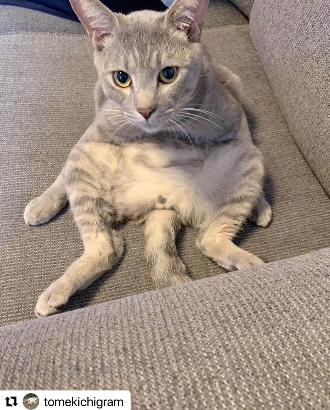 【公式】いぬのきもち・ねこのきもちのインスタグラム：「#Repost @tomekichigram さんの喜助さん。  とめ吉先輩に 座り方教えてもらったでつ✌️  上手に座れてるでしょ❓  ハッシュタグ #いぬのきもち #ねこのきもち に投稿いただいた可愛い写真をご紹介しています！ 「いぬのきもちWEB　MAGAZINE」、「ねこのきもちWEB MAGAZINE」でもご紹介させていただくことも！  -------------------  .  #ねこ #猫  #ねこすたぐらむ #ねこのきもち #ねこ好き #ねこと暮らす #ねこ好きさんと繋がりたい #猫好きな人と繋がりたい #猫がいる生活 #猫と暮らす#猫好き #cat #catstagram #catsofinstagram #cats_of_instagram」