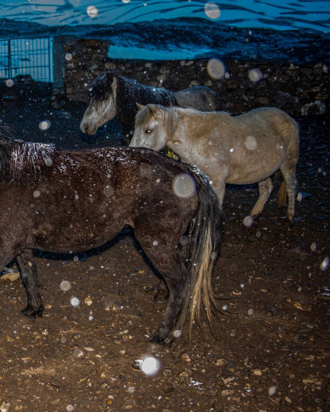 National Geographic Travelさんのインスタグラム写真 - (National Geographic TravelInstagram)「Photos by Prasenjeet Yadav @prasen.yadav | In India's Spiti Valley, a message came late in the evening that one of the free-ranging horses had given birth. The horse's owner was really happy, but I could see that the joy was attenuated. After talking to him, I understood that the horse was about 6 miles (10 kilometers) away in the mountains, and it had started snowing. If not brought back to the village, the foal would die of cold, or predators like wolves, snow leopards, or free-ranging dogs would kill it.   So we all left in the blizzard to look for the horse. After many hours of walking, searching, and yelling, we found the horse, and it took a few more hours to restrain her and tie a lead rope. This picture was taken during that process in the snowstorm. The foal survived, and I managed to photograph it again a few days later.   Follow me @prasen.yadav for more photos from the biodiverse states of India.」8月3日 6時00分 - natgeotravel