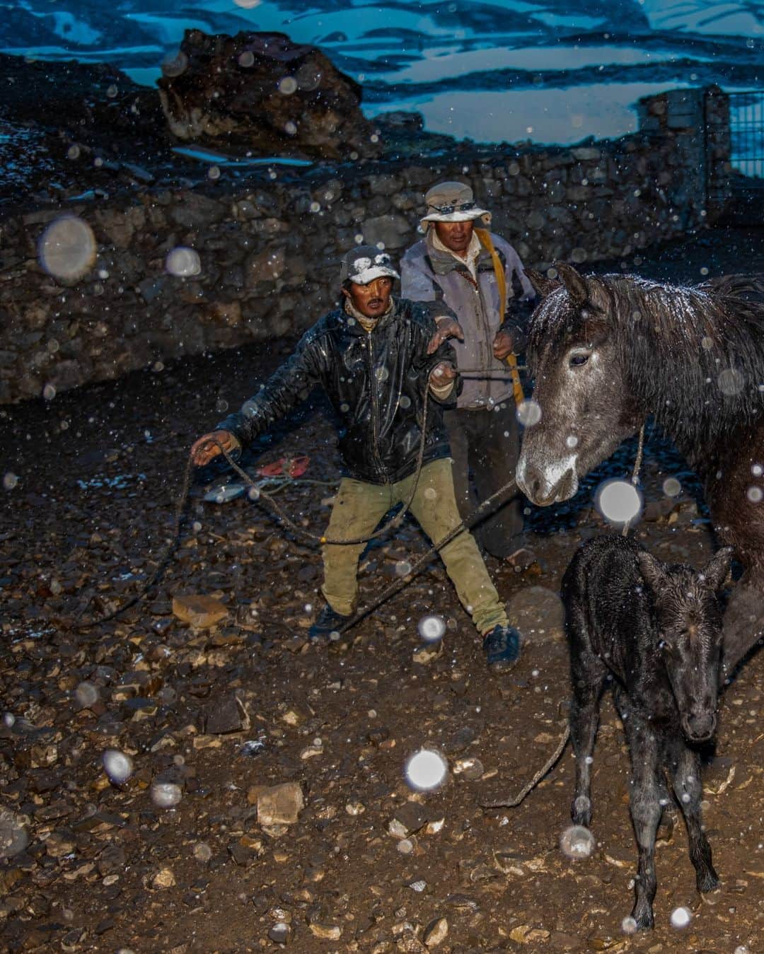 National Geographic Travelさんのインスタグラム写真 - (National Geographic TravelInstagram)「Photos by Prasenjeet Yadav @prasen.yadav | In India's Spiti Valley, a message came late in the evening that one of the free-ranging horses had given birth. The horse's owner was really happy, but I could see that the joy was attenuated. After talking to him, I understood that the horse was about 6 miles (10 kilometers) away in the mountains, and it had started snowing. If not brought back to the village, the foal would die of cold, or predators like wolves, snow leopards, or free-ranging dogs would kill it.   So we all left in the blizzard to look for the horse. After many hours of walking, searching, and yelling, we found the horse, and it took a few more hours to restrain her and tie a lead rope. This picture was taken during that process in the snowstorm. The foal survived, and I managed to photograph it again a few days later.   Follow me @prasen.yadav for more photos from the biodiverse states of India.」8月3日 6時00分 - natgeotravel