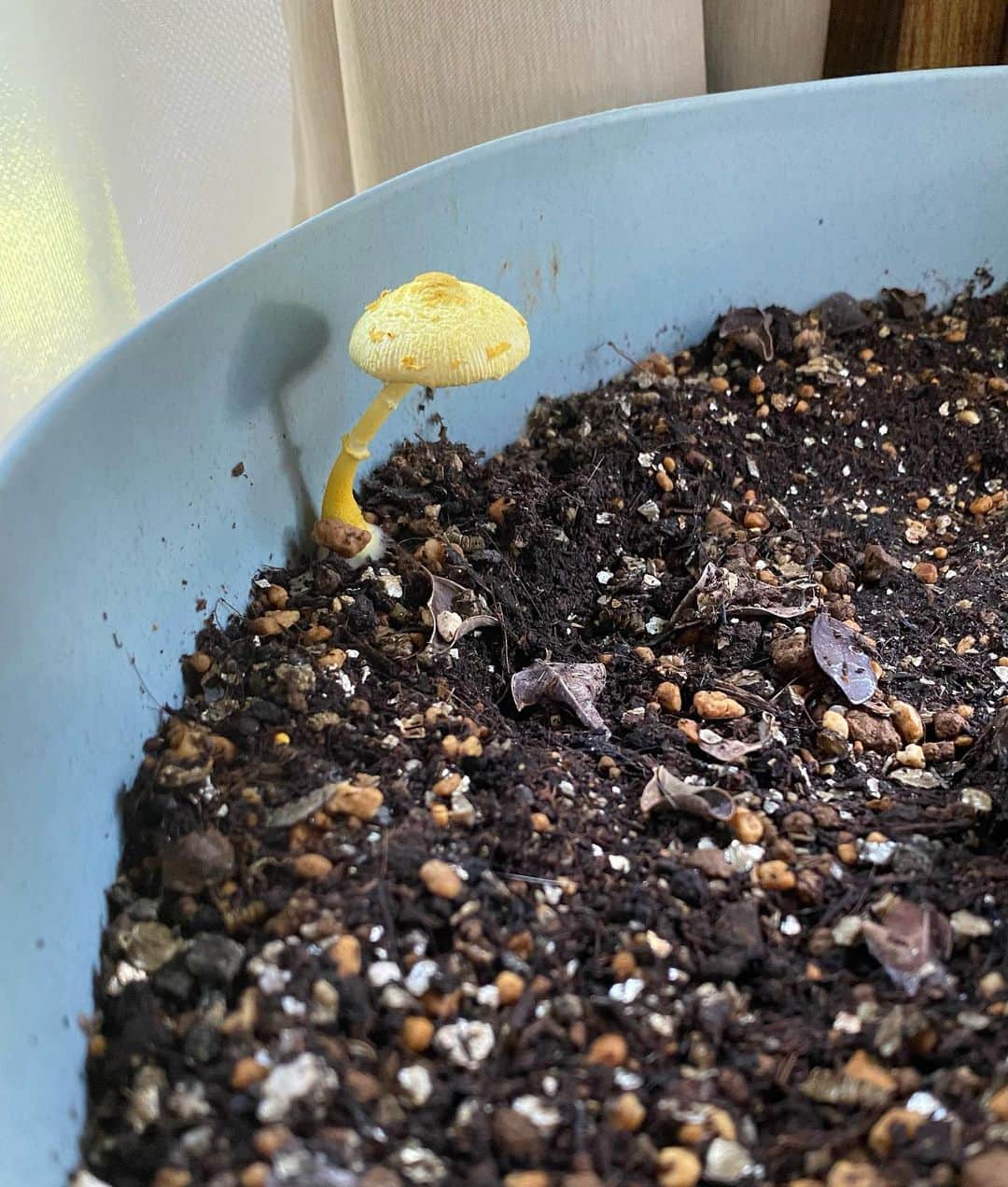 野本かりあのインスタグラム：「幸運のキノコ、もうこんなに変化してる🍄 おはようございます❣️ 皆様にも良い事がありますように✨」
