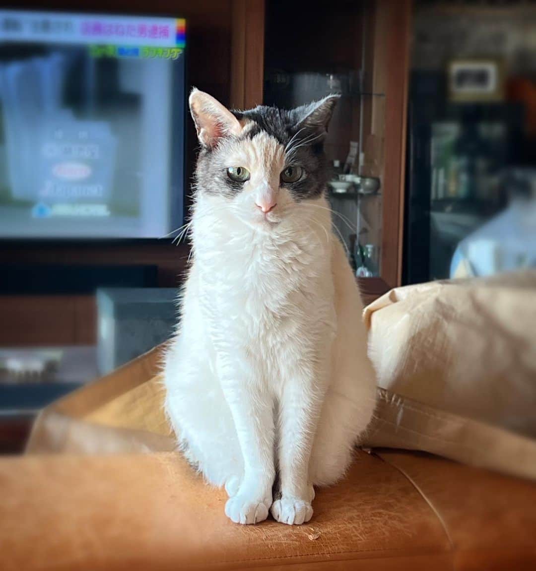 池沢理美のインスタグラム：「おはようもなたん  #猫 #ねこ #猫のいる暮らし」