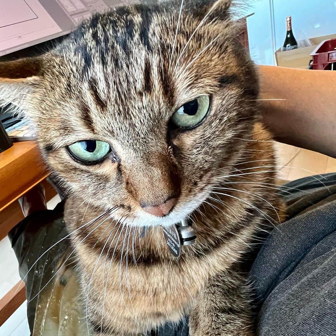池沢理美のインスタグラム：「おはようだいちゃん  #猫 #ねこ #猫のいる暮らし」