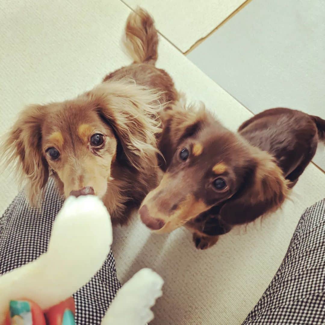くるみんのインスタグラム：「* 妹から「しろいの梨」をもらったので、2ワンにおすそ分け ひまりちゃん、犬生初梨 大変お気に召したよう  #カニンヘンダックスフント #カニンヘンダックス多頭飼い #カニンヘンダックス #カニンヘン #カニンヘンダックスチョコタン #カニンヘンの会 #カニンヘンダックスフンド #チョコタンダックスフント #チョコタンダックスフンド #チョコタンダックス #チョコタン #ダックス多頭飼い #ダックスフント #ダックスフンドチョコタン #ダックスフンドカニンヘン #ダックス部 #ダックス #ダックスフンド #ダックスの日常 #ダックス短足部 #しろいの梨 #いぬばか部 #いぬすたぐらむ #短足部 #dachshund #dachs #dogstagram #dog #instadog #instagramdogs」