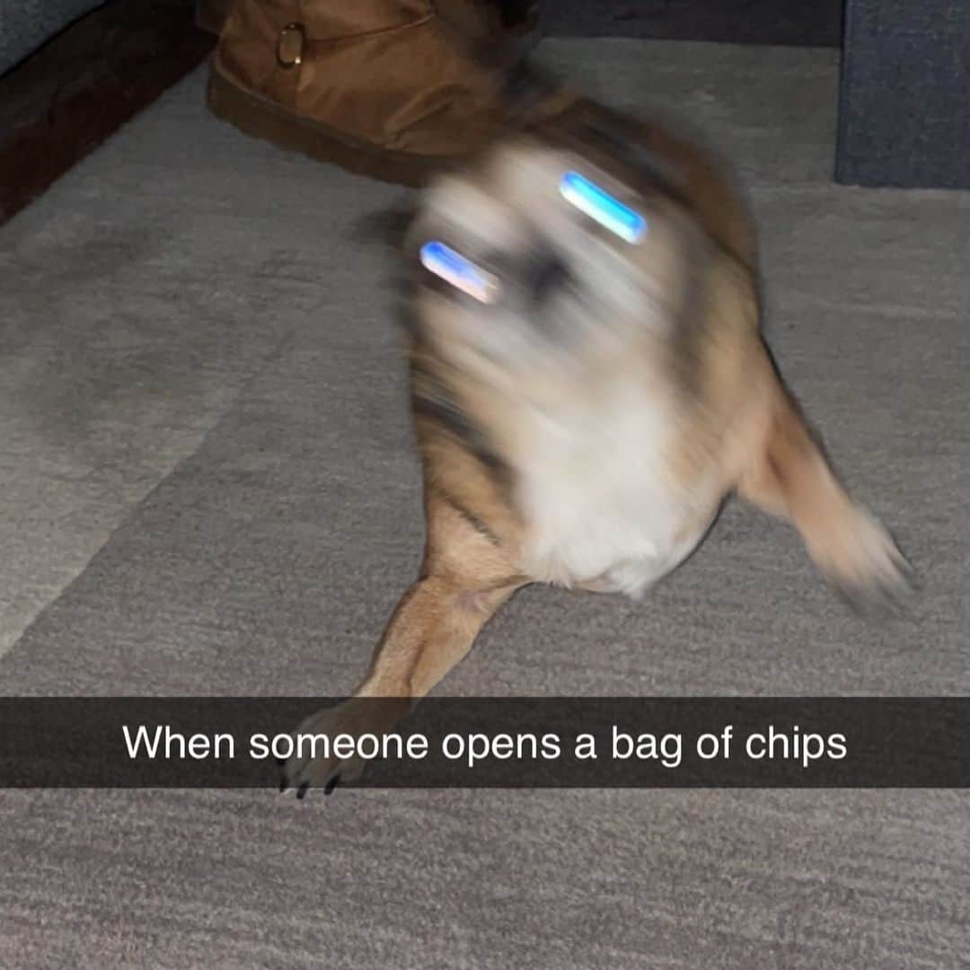 BarkBoxのインスタグラム：「who took this pic of me ⁠ 📸: @the.gherk」