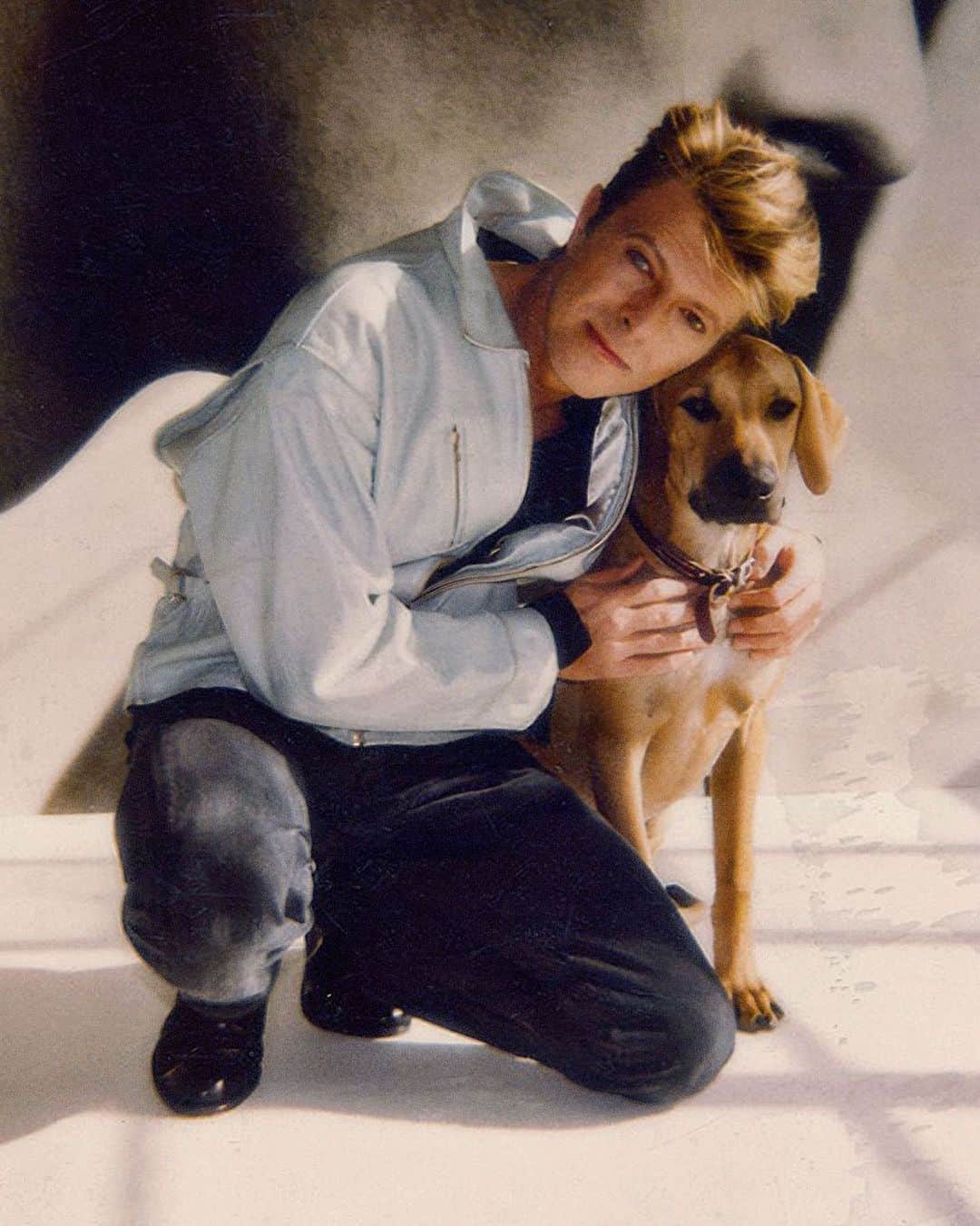 のインスタグラム：「FAVOURITE BOWIE VIDEO POLL - UPDATE  “Bow-wow, woof woof, bow-wow, wow...”   The poll has closed, the votes are in and are being counted. We have been overwhelmed by the response to this and the reminder we posted triggered even more entries than the original post.  The vote counter at DBHQ has assured us that the results will be posted over the weekend. Please stop sending now as the poll closed over a week ago.  Meanwhile, why not try to guess the winning video in the comments section. Not necessarily the video you voted as your favourite, but the one you THINK will win.   So as not to give the impression that we’re hinting at the winning video, the image we have used is from a Polaroid taken by Herb Ritts in 1989 and there is no official video for Diamond Dogs.   #MyFavouriteBowieVideos」