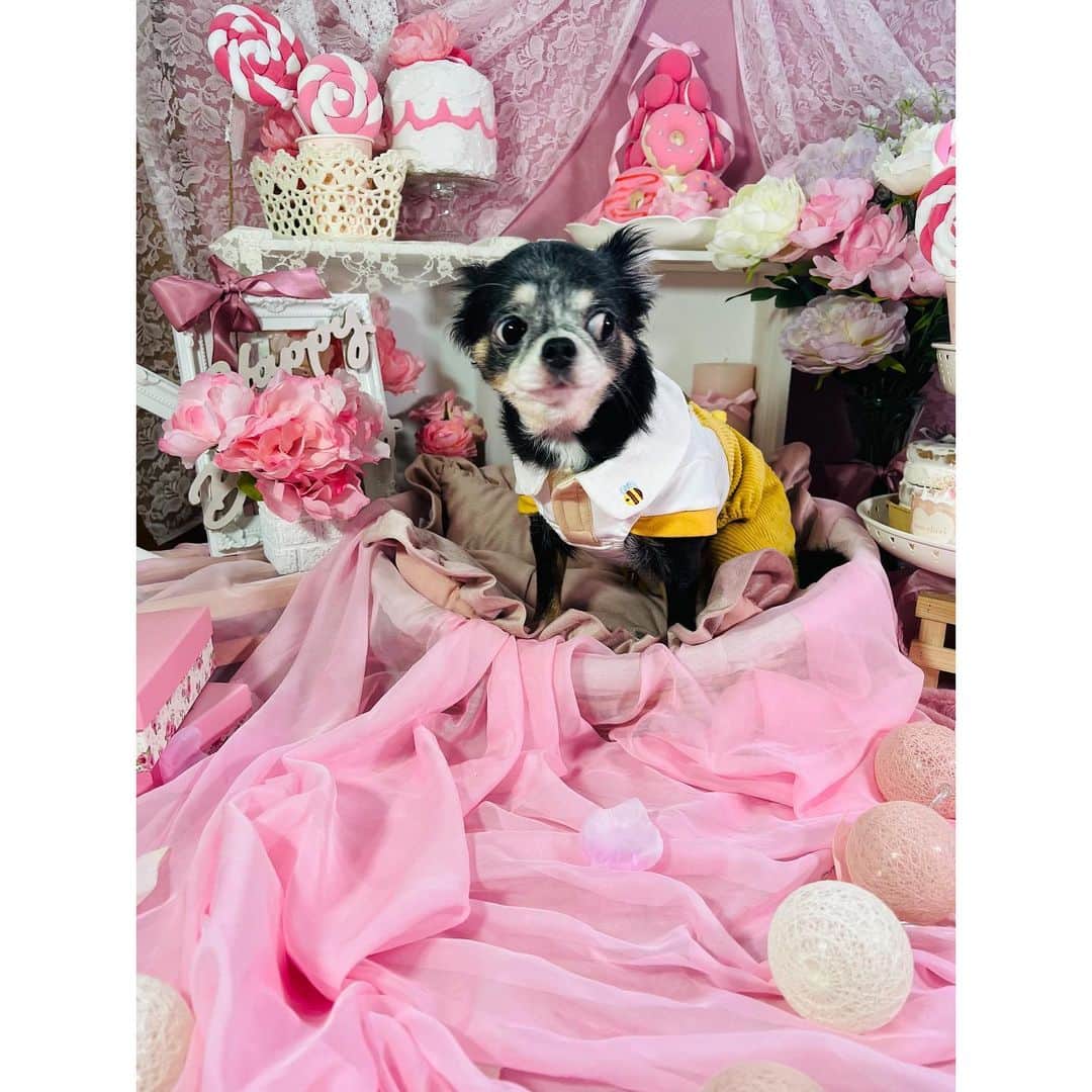 のインスタグラム：「ピンクは苦手なのかな🤣？！ 顔が🤣🤣🤣 . . フォトブース📷 @dog_friendly_hotel  . . . . #浅草橋 #フォトブース #イチホテル #わんちゃん #ワンちゃん #わんちゃんのいる生活 #ワンちゃんok #ワンちゃんと一緒 #ワンちゃん同伴ok #ワンちゃん撮影会 #わんちゃんok #わんちゃんと一緒 #ドッグフレンドリーホテル #イチホテル浅草橋 #愛犬との思い出 #愛犬との時間 #愛犬とお出かけ」