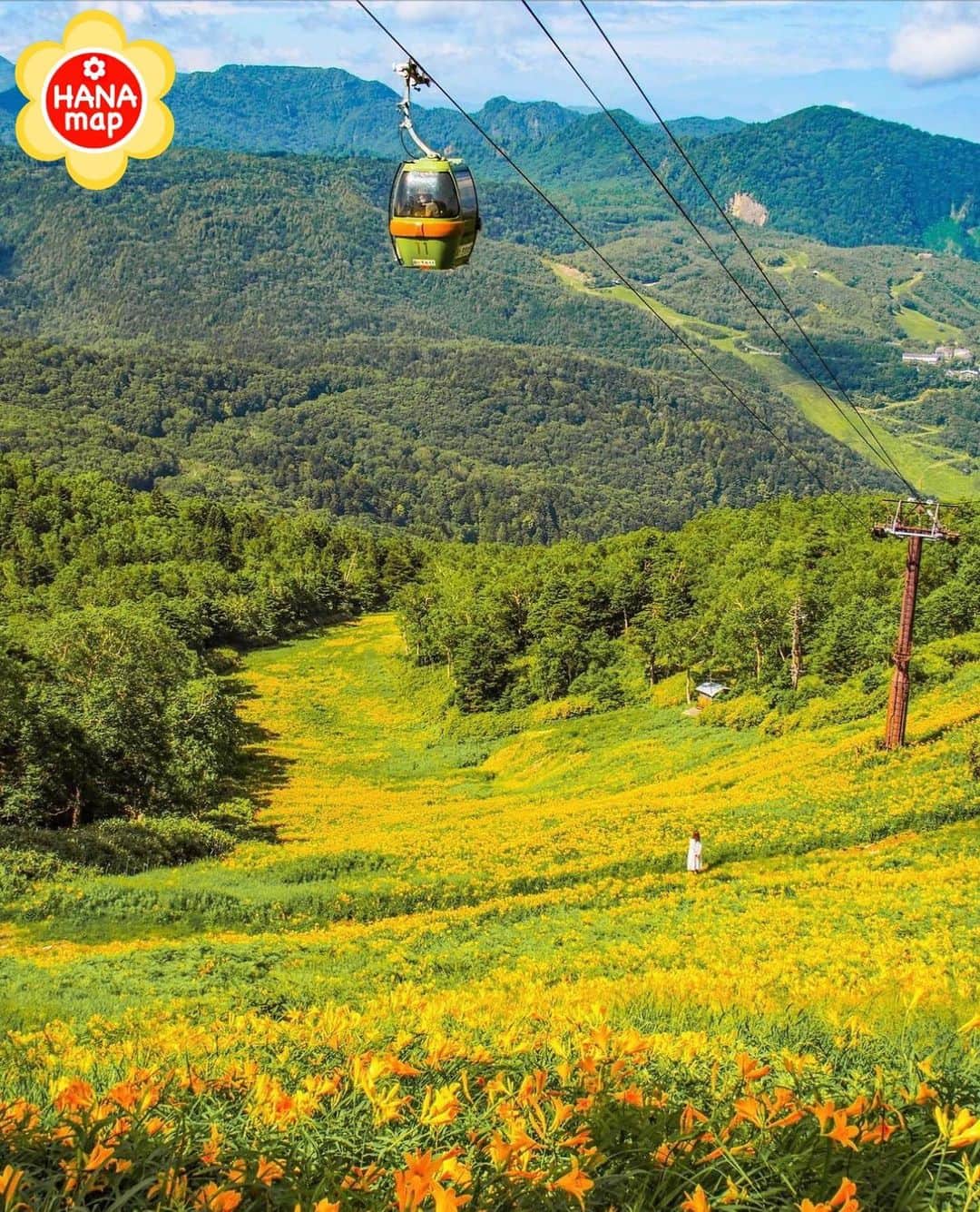 はなまっぷ❁日本の花風景さんのインスタグラム写真 - (はなまっぷ❁日本の花風景Instagram)「🌸はなまっぷ🌸 *  @saitomokiti さんの 花のある風景に花まるを💮 * 一面のニッコウキスゲが眺められるゴンドラリフトの絶景をありがとうございます😄🌸 * #長野　#志賀高原 Shigakogen , Nagano Pref. * ニッコウキスゲの花言葉 日々新に * #はなまっぷ #日本の美しい花風景#花のある風景#花#花言葉#ニッコウキスゲ#東館山高山植物園#オレンジ#ゴンドラリフト#日光黄菅#高山植物#夏#絶景 * いつも素敵なお花をありがとうございます😊 ※見頃が過ぎている花、終わっている花もご紹介させていただいています。 * 🌸••••••お知らせ••••••🌸 * 花風景検索サイト　はなまっぷ https://hanamap.com 🔍「はなまっぷ」または @hanamap プロフィール欄から ぜひご覧ください * 📖🌸📖🌸📖🌸📖🌸📖 四季の花々を訪ねていきたい にっぽんの花地図 好評発売中📘 📖🌸📖🌸📖🌸📖🌸📖」8月3日 9時09分 - hanamap