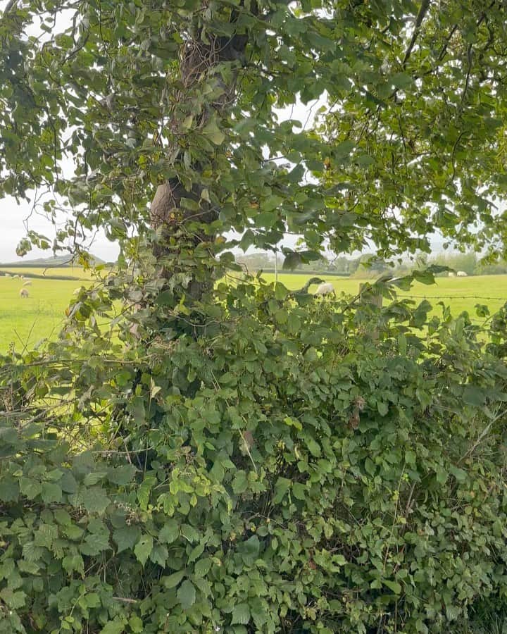 ブライアン・メイのインスタグラム：「And so returning home with another piece of the jigsaw puzzle. But at least hats off to Wales for looking for a humane solution.  Sadly England is a blood bath.  I vow never to give up until the Truth is recognised.  Bri」